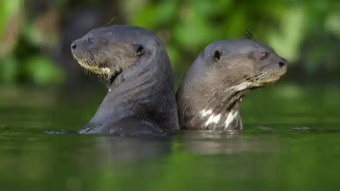 イクメン・オオカワウソ奮闘中