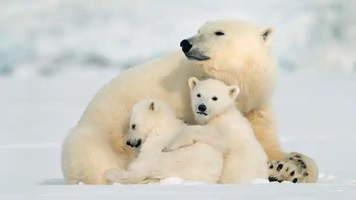 ホッキョクグマの冒険