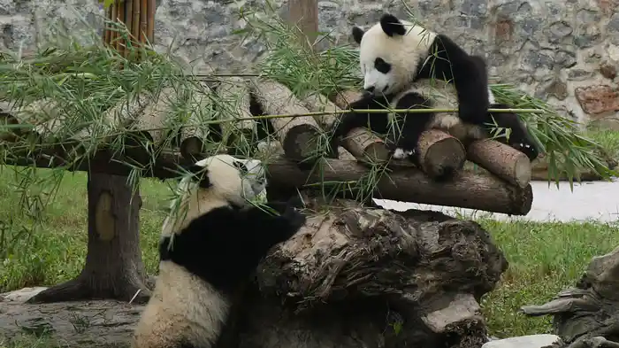 中国　パンダ保育園