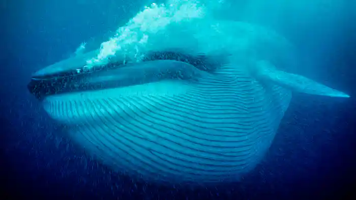 巨大生物の世界