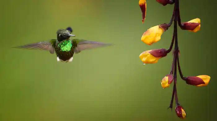 小さな世界のスーパースター