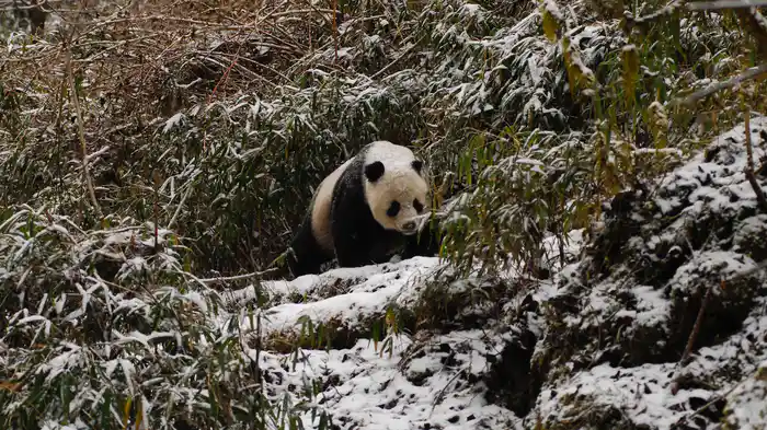 ワイルド･チャイナ