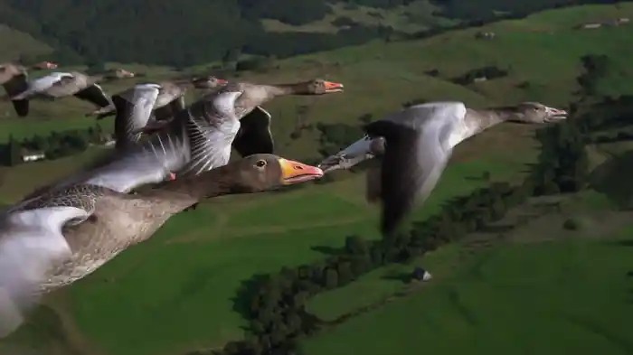 ワイルド・フランス