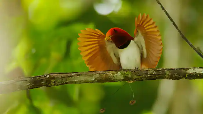 アッテンボロー 極楽鳥の世界