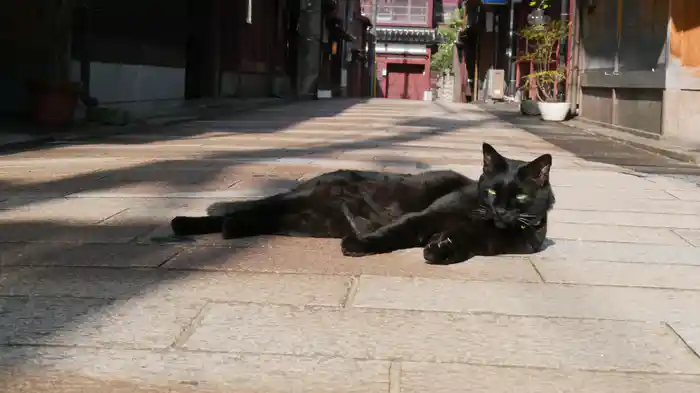 旅猫ロマン 美しい日本