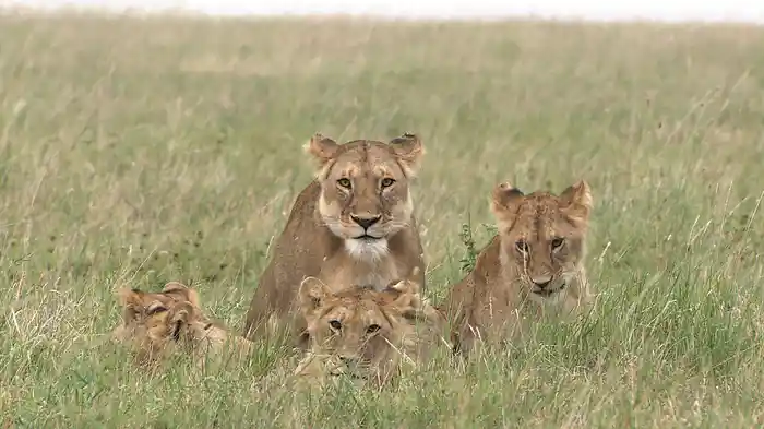 劇場版 ダーウィンが来た! ~アフリカ新伝説~