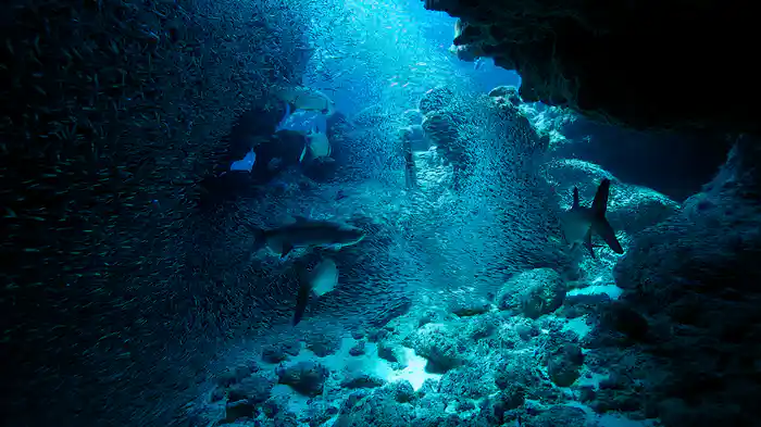 大西洋 野生の大海原