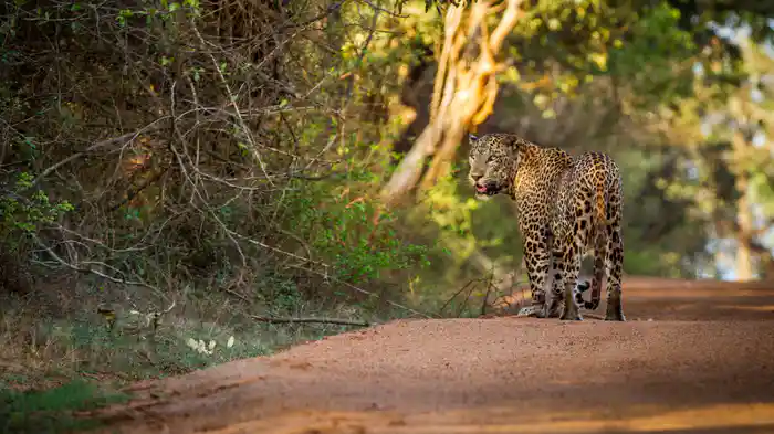 野生ネコ図鑑：サイエンス