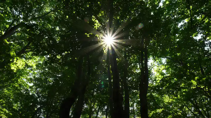 巨人潜む巨大樹の森【RELAX WORLD】