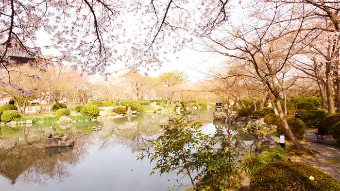 京都 桜【HealingBlue】