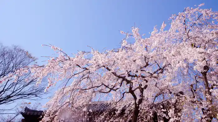 花見・桜【HealingBlue】