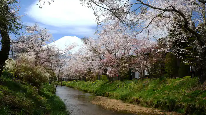 富士山×桜【HealingBlueAir】
