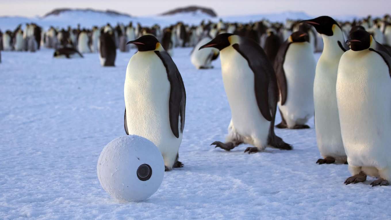 潜入 スパイカメラ 白銀の世界の動物たち の動画視聴 あらすじ U Next