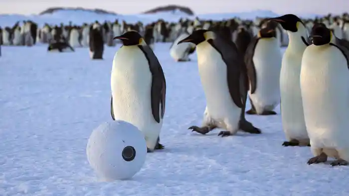 潜入! スパイカメラ~白銀の世界の動物たち~