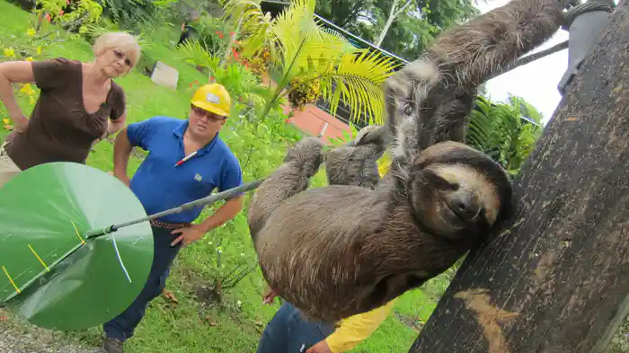 愛すべきナマケモノ　その意外な生態