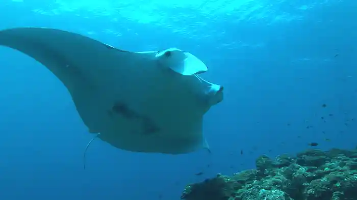 シークレット・ブルー 青い海のヒーリングシアター