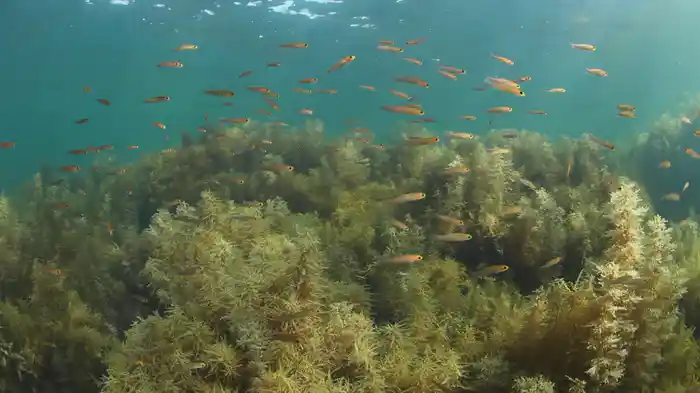 海の森林浴 フォレスト・イン・ブルー