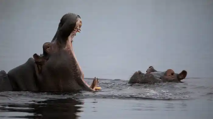 カバ ～アフリカ 水辺の王者～