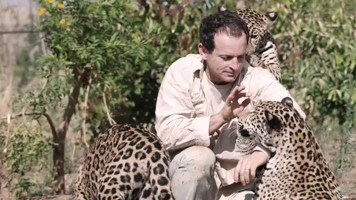 世界初 ジャガーを野生に帰せるか