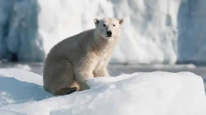 めぐる季節はワンダーランド