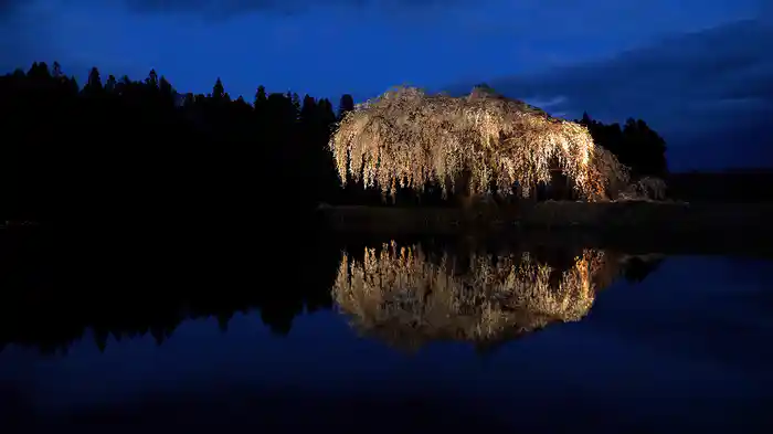 凛と立つ美しい桜【RELAX WORLD】