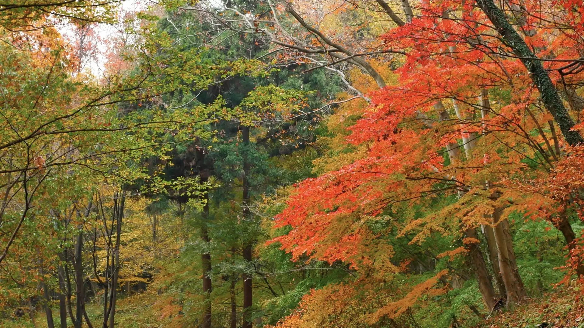 秋色風景・紅葉の世界【RELAX WORLD】