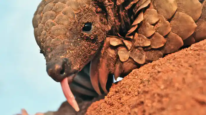 珍獣センザンコウ 絶滅危機から救え