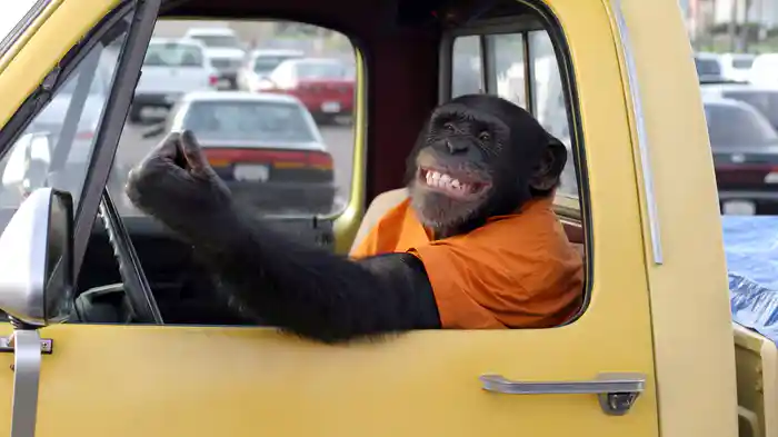 ファンキー・モンキー