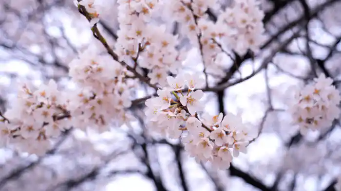 Beautiful Sleep【RELAX WORLD】