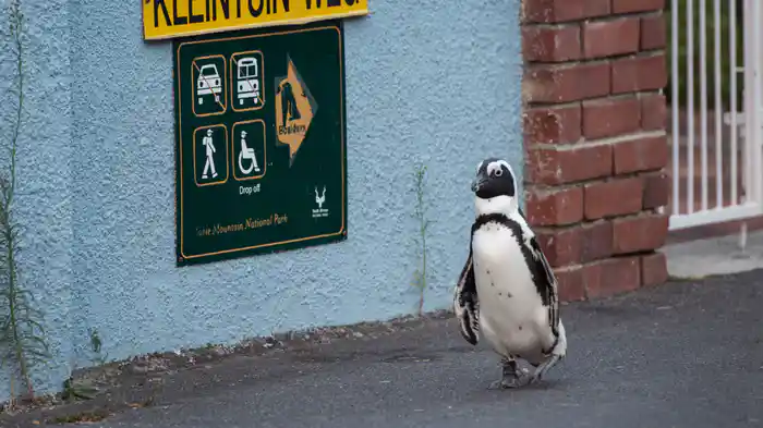 ワイルド・メトロポリス 躍動する野生
