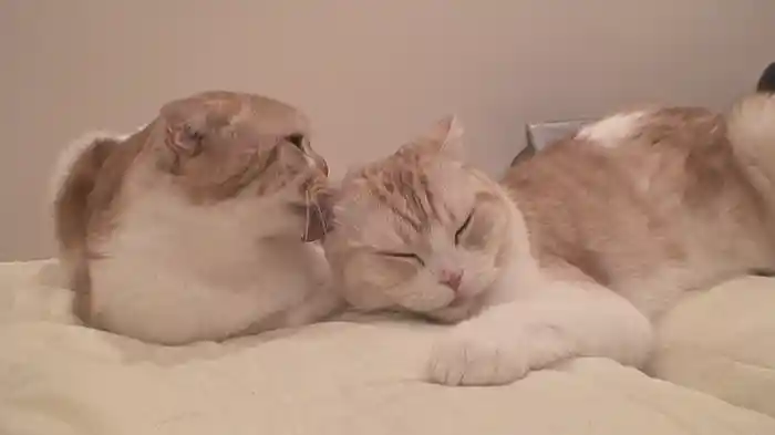 耳折れ兄弟 スコティッシュフォールド・アトム&ルーク