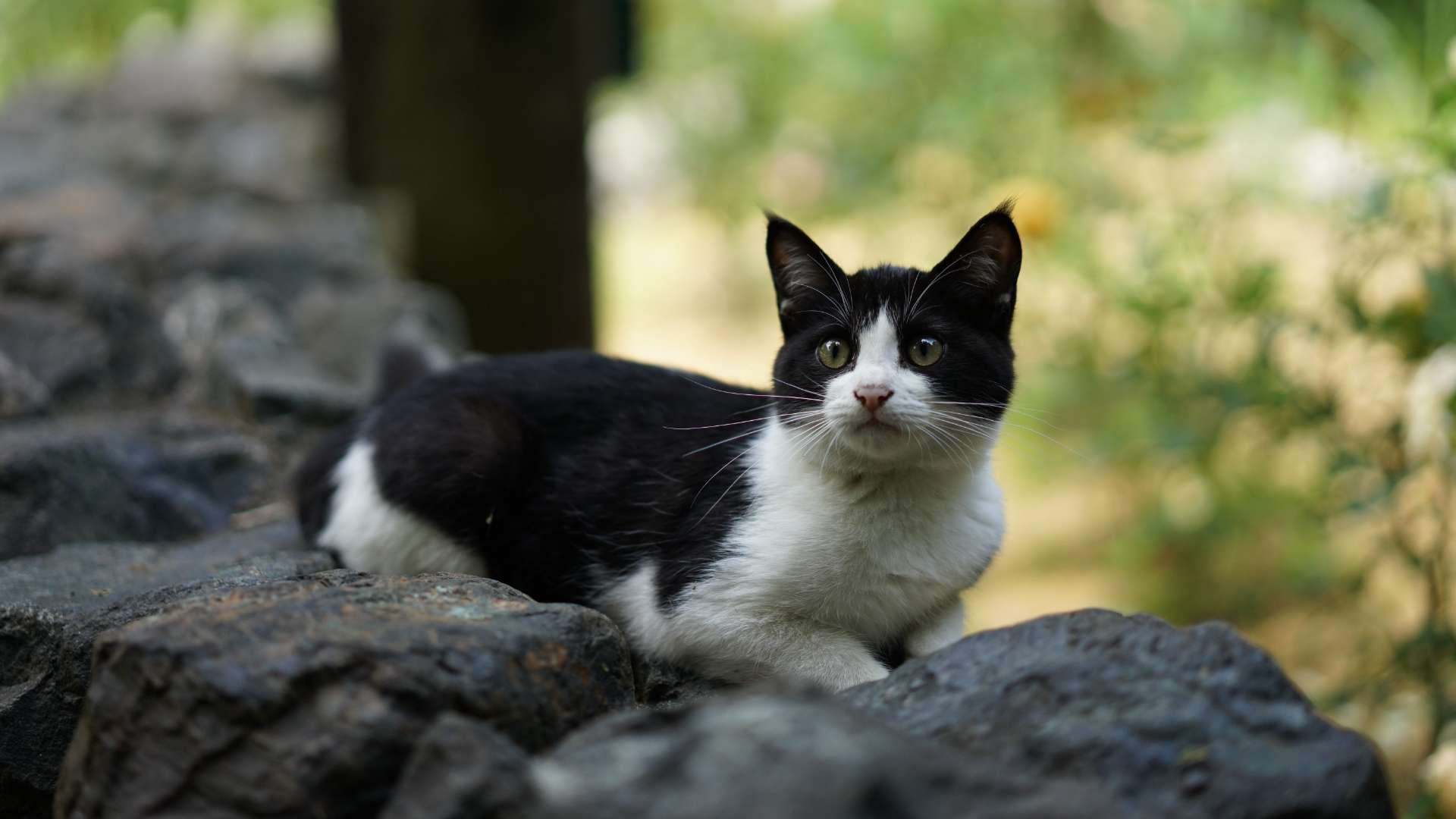 旅猫ロマン ザ スペシャル 可愛い子猫と仲間たちの動画視聴 あらすじ U Next 旅猫ロマン ザ スペシャル 可愛い子猫と仲間たちの動画視聴 あらすじ U Next