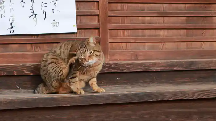 旅猫ロマン 傑作選