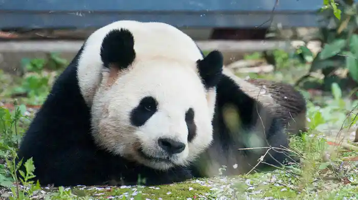 癒されパンダ～リーリーとシンシン～