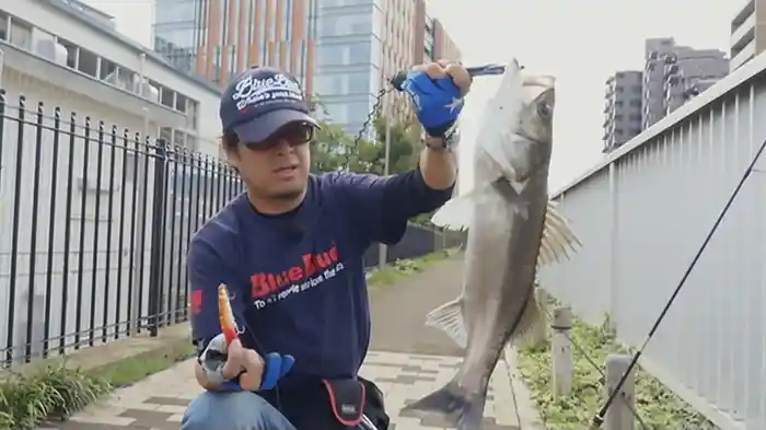東京湾奥シーバステクニック