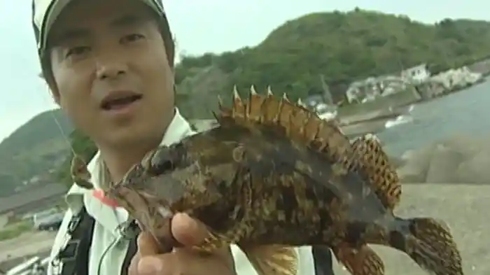 メバル王(連発メバル 岸釣りリサーチ)