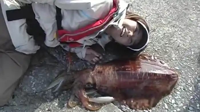 エギング王vol.6 ~モンスターハンティング~エギ王Qで狙う!離島のデカアオリ