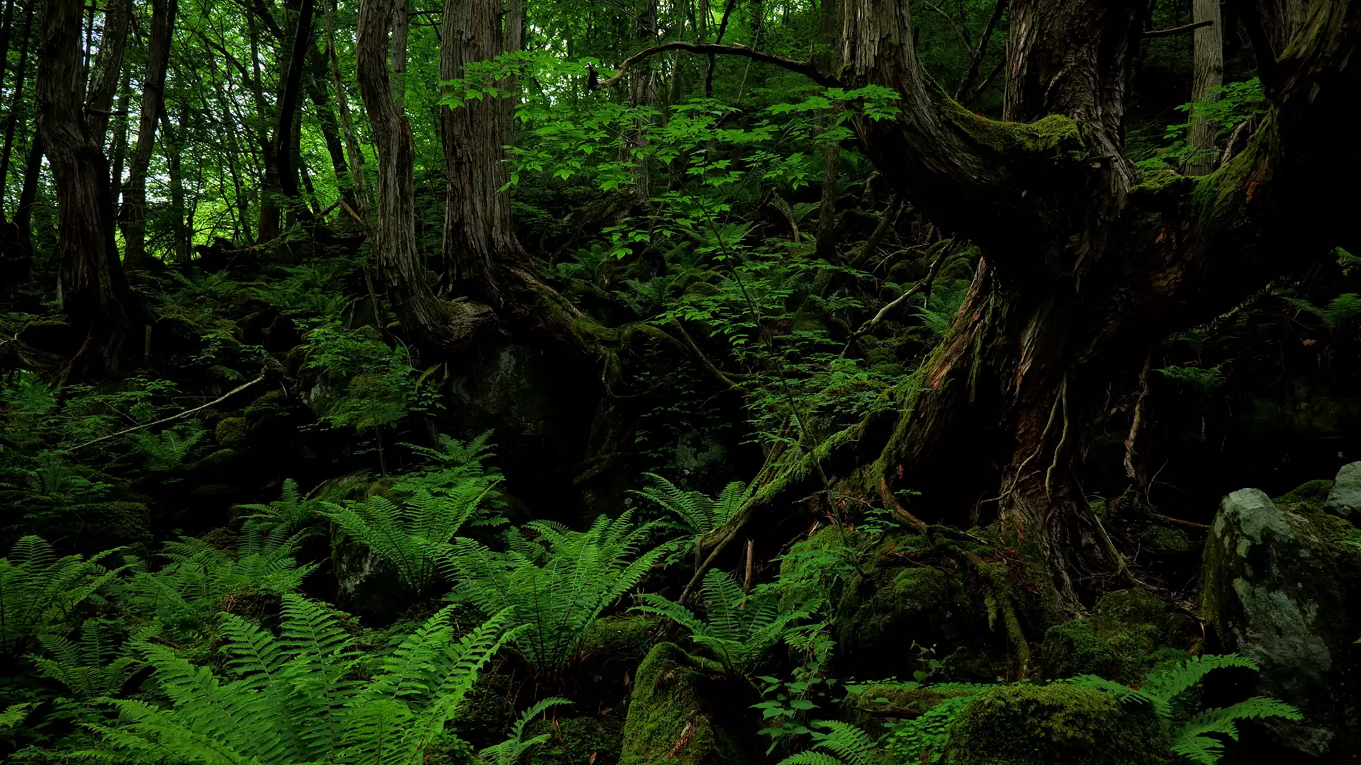 緑美しい静かな森・雨景色【RELAX WORLD】