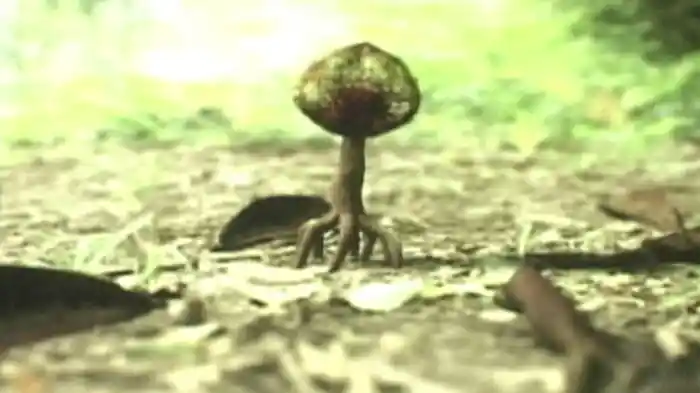 IMMEASURABLE MYSTIC BOOK