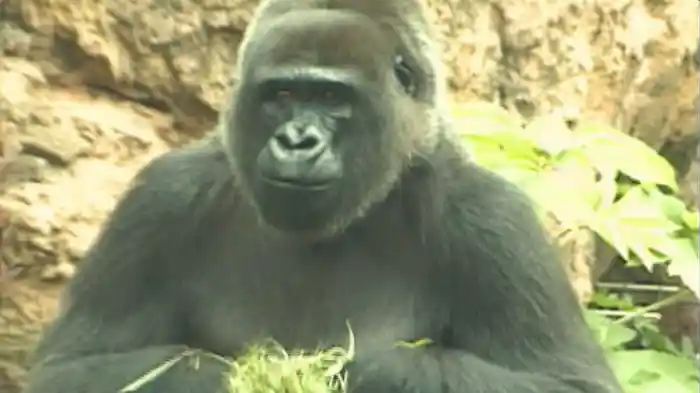 南極へは、きみとふたりで