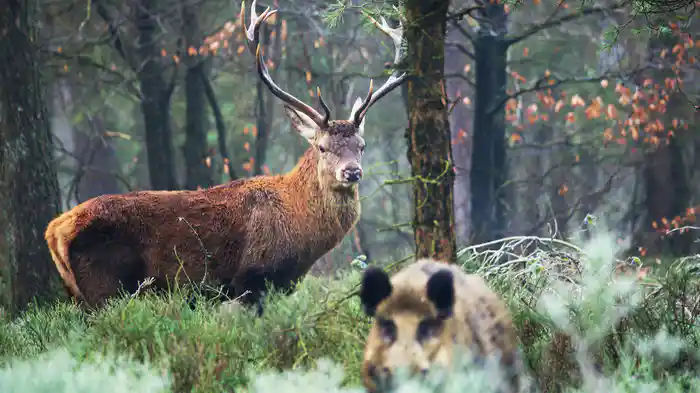 アメージング・ネイチャー