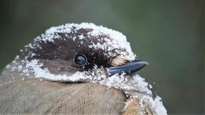 グリーン・アース