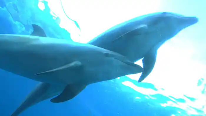 おうちでテーマパーク散歩 シーズン1