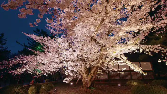 4Kさくら 春を彩る華やかな桜のある風景【4K･HDR】