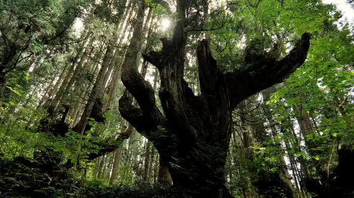 モネの池と巨木の森【RELAX WORLD】