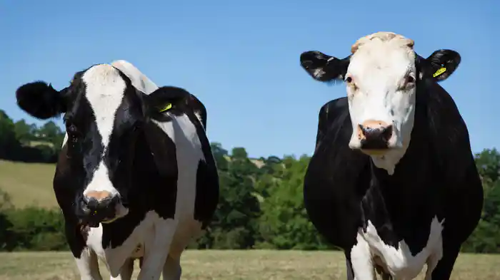 牧場の動物たちの秘密 シリーズ1