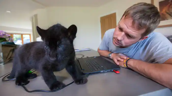ビッグ・キャット・ベビーの成長