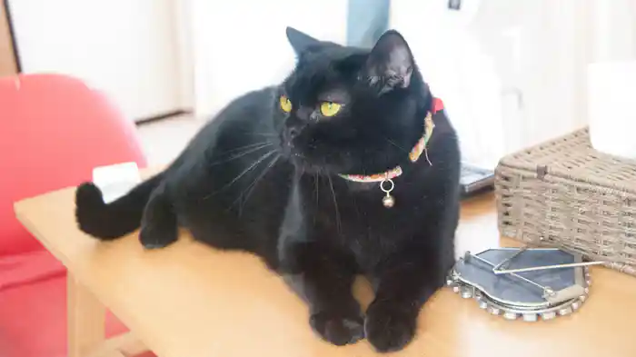 猫トーク