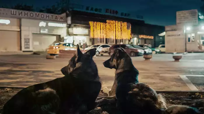 犬は歌わない