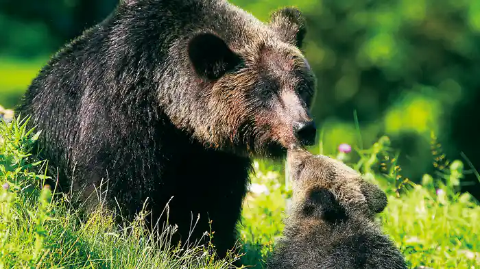 日本列島 いきものたちの物語